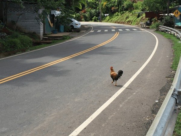 Image: Descubre el Juego de Póker Más Adictivo de la Nueva Salsa del Chicken Road 2 en