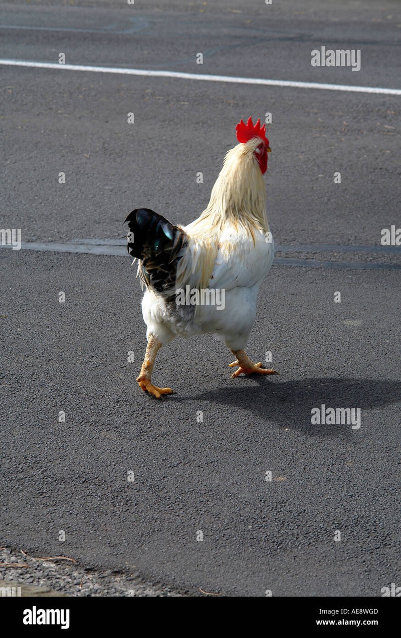 Overview of chicken road españa