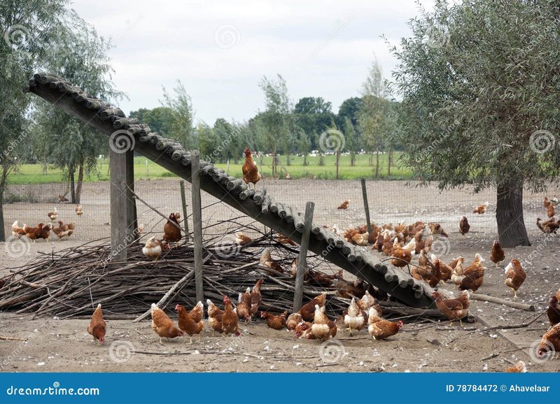 Netherlands - chicken road nederland