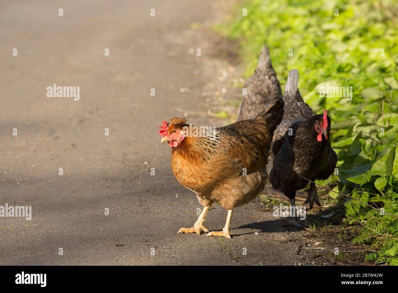 Jugar chicken road, chicken road game