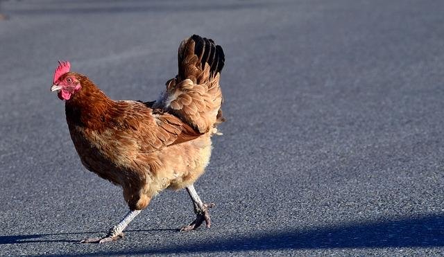 Spain - chicken road casino