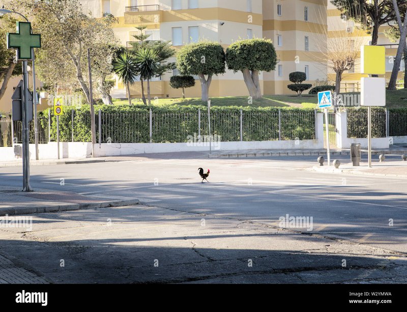 Descubre el Juego de Aventura Masivo en la Carretera del Pollo en España in Spain